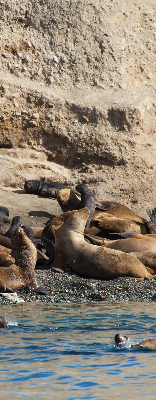 Sea lions resting on rocky shoreline