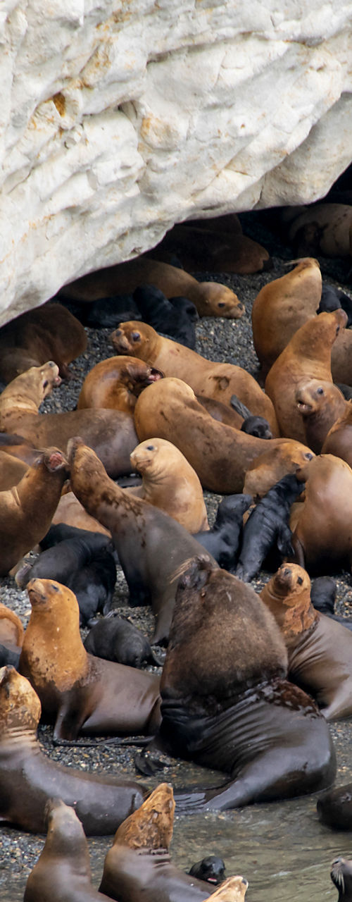 Large Group of Sea Lions Resting on Rocky Shore