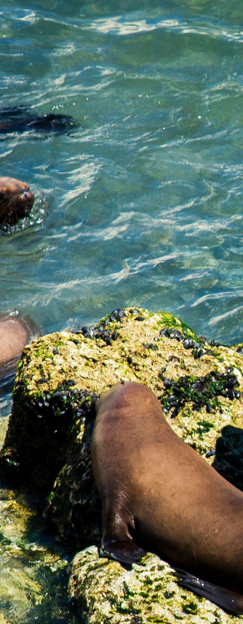 Sea lions resting on rocky outcrop