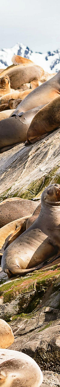 Sea lions resting on rocky shoreline