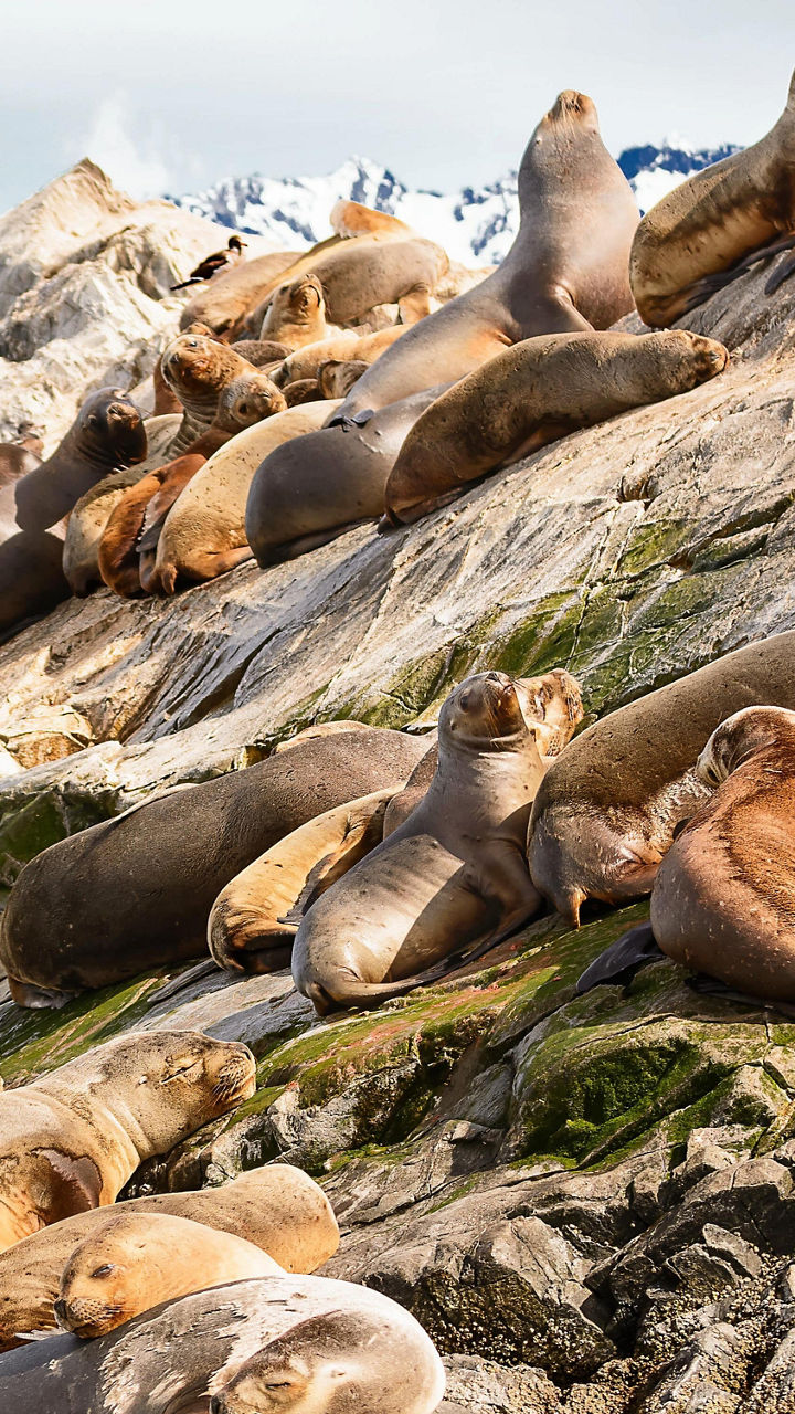 Sea lions resting on rocky shoreline