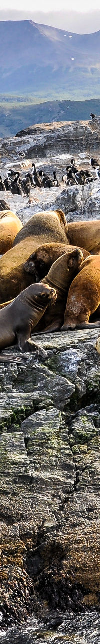 Sea lions resting on rocky shoreline