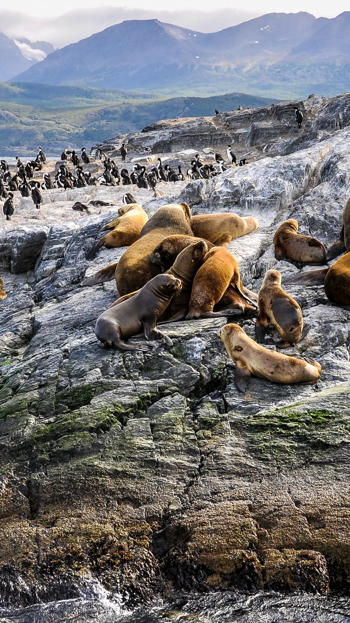 Sea lions resting on rocky shoreline