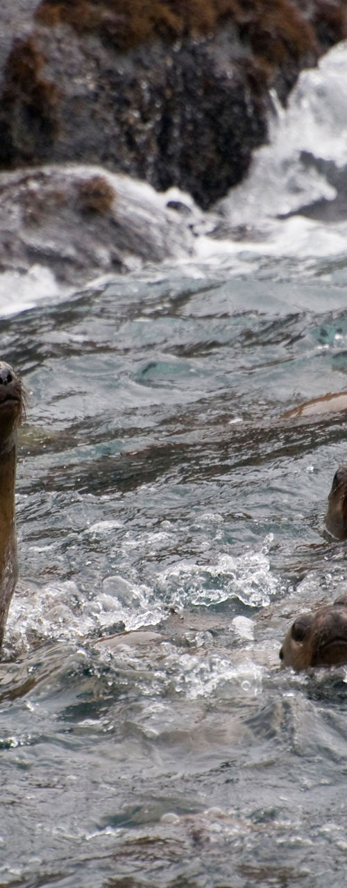 Group of sea lions in rocky waters