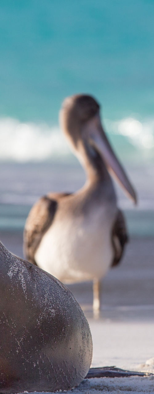 Sea lions and pelican on sandy beach