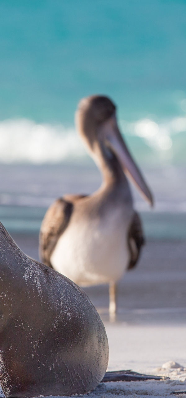 Sea lions and pelican on sandy beach