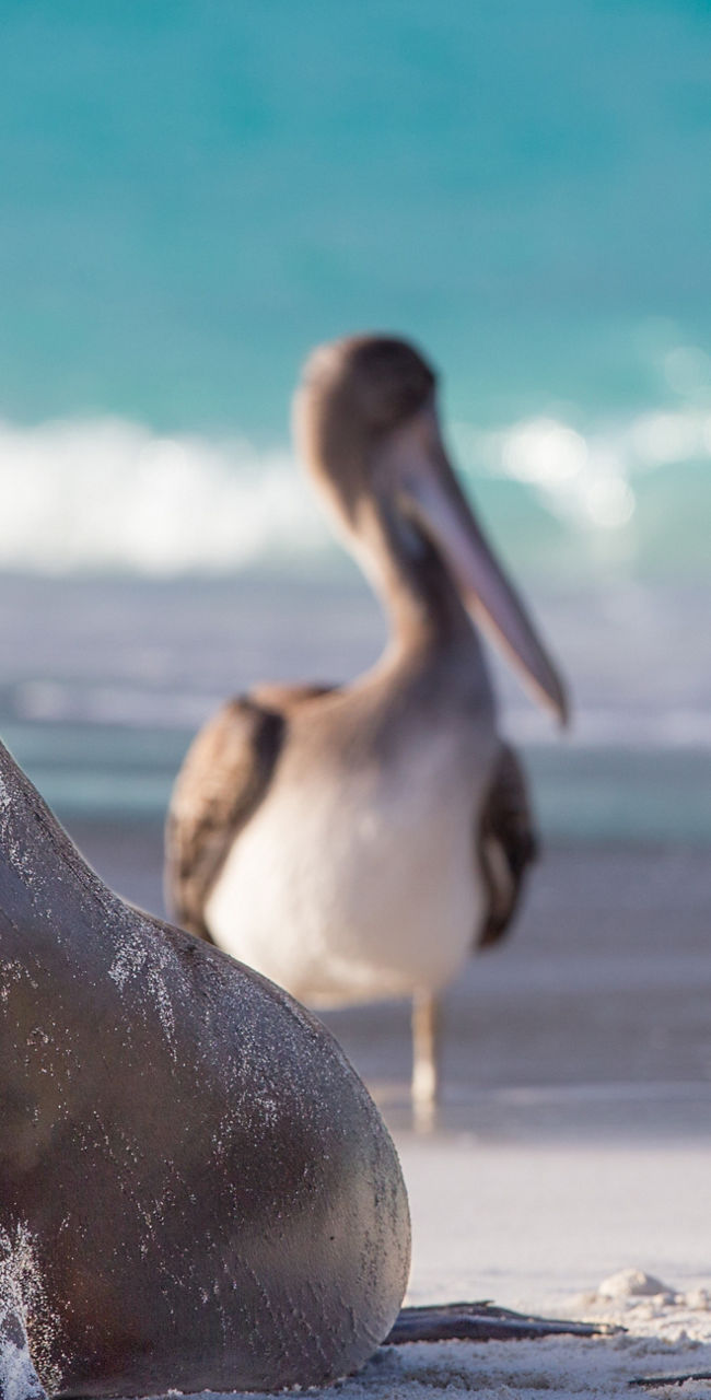 Sea lions and pelican on sandy beach