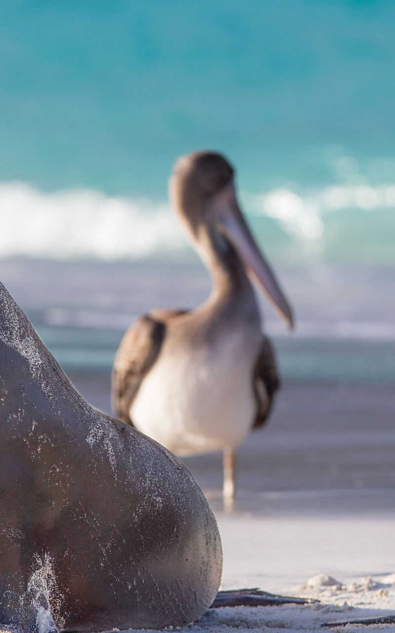 Sea lions and pelican on sandy beach