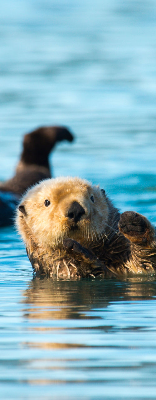 Sea otters floating together in calm blue water