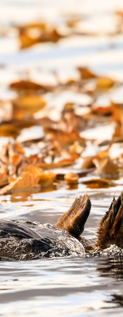 Sea otter floating among kelp leaves