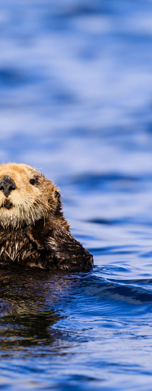 Sea otter floating in blue water