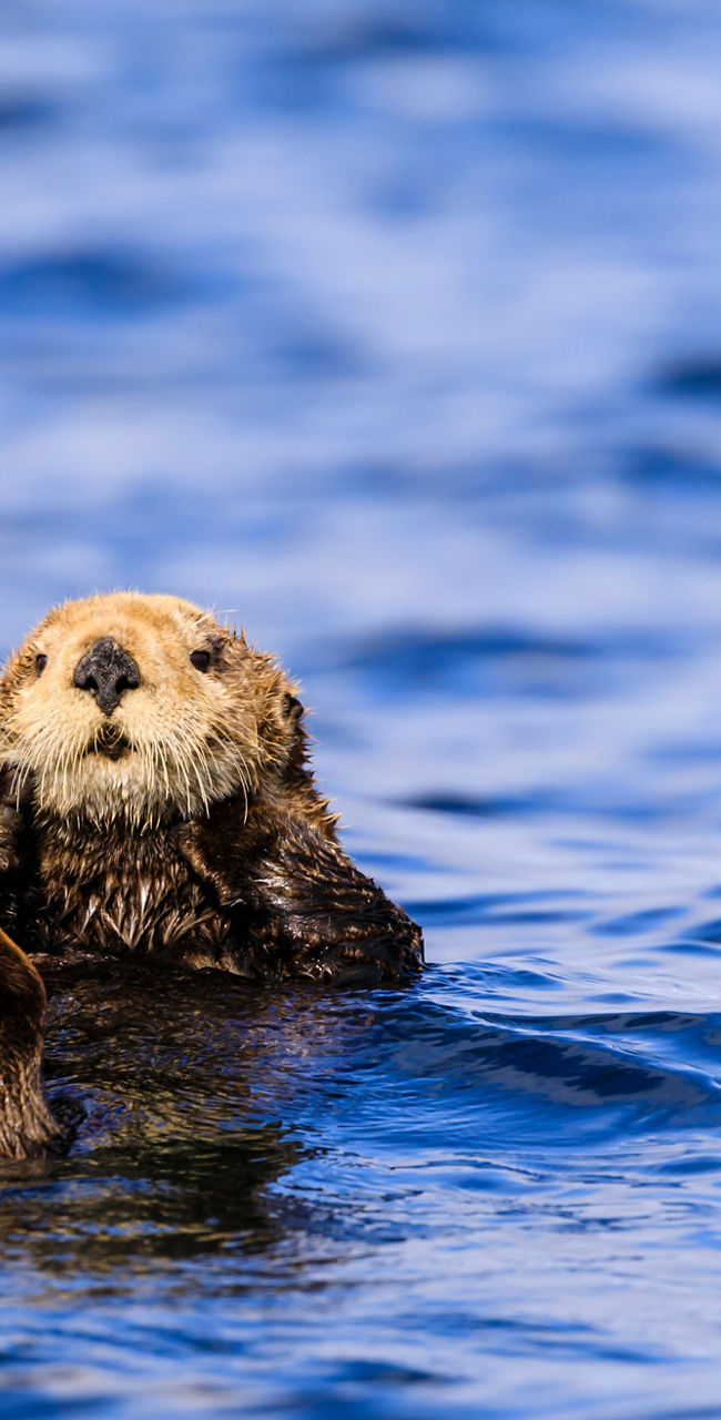 Sea otter floating in blue water
