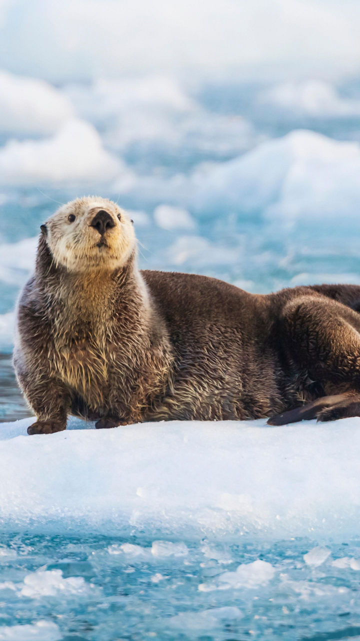 Two sea otters resting on icy waters
