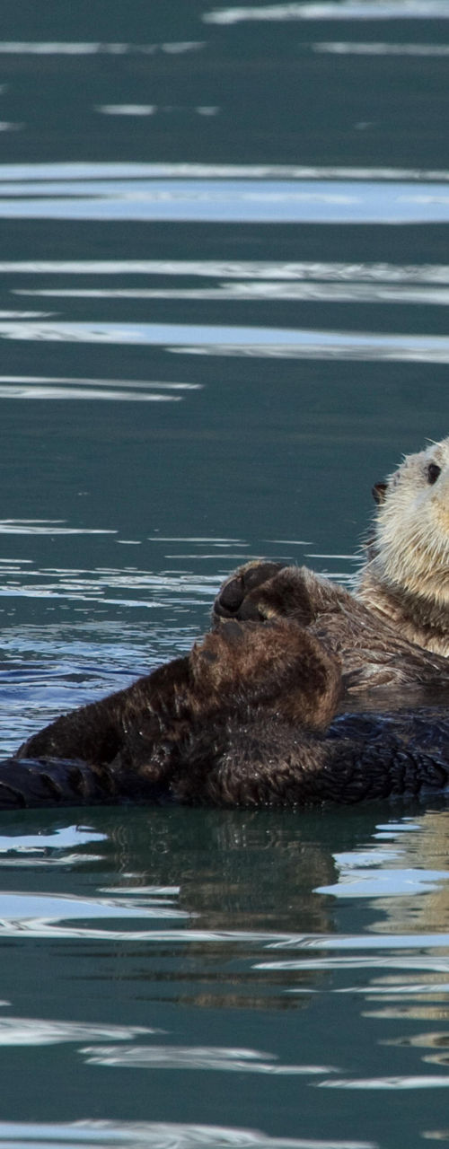 Two sea otters floating in calm water