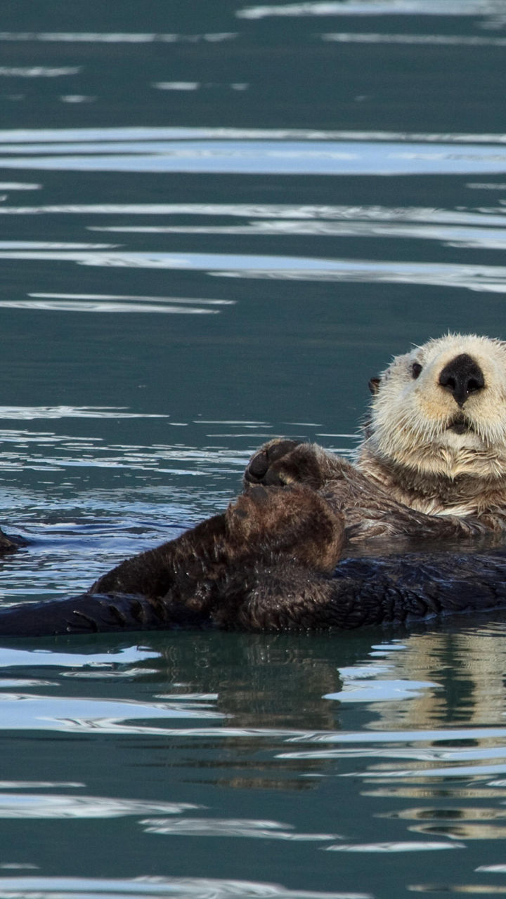 Two sea otters floating in calm water