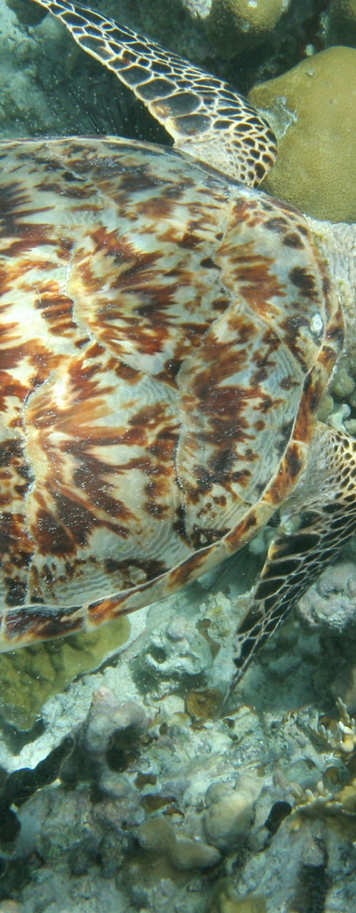 Sea turtle swimming over coral reef