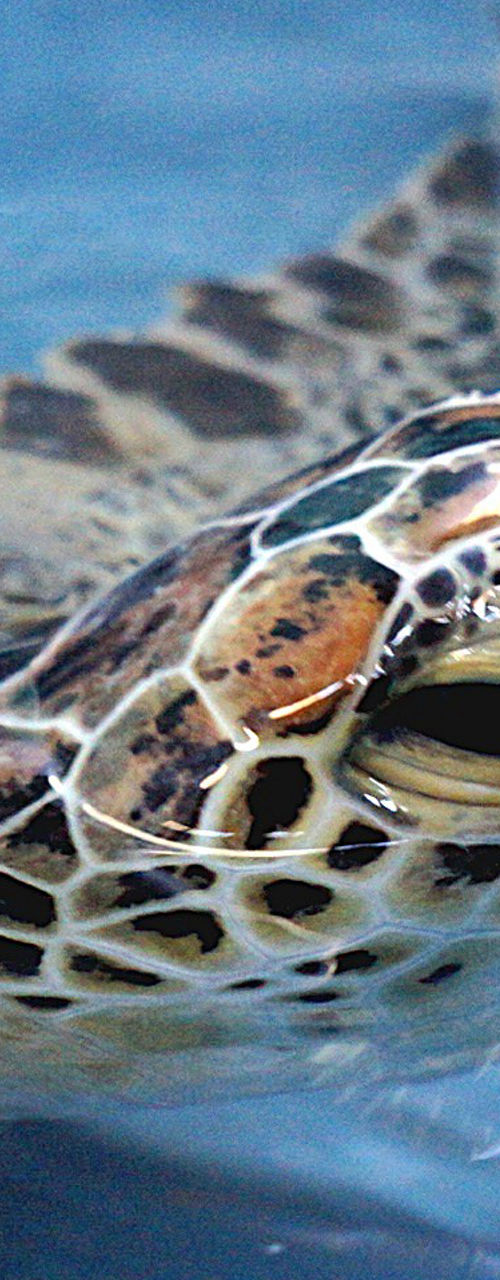 Sea turtle surfacing calmly in blue water