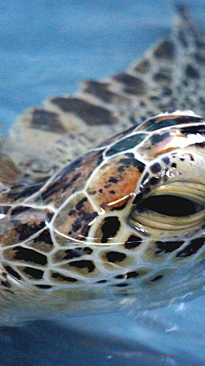 Whitsundays Conservation Experience