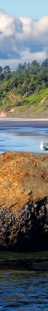Coastal landscape with rock and seagull