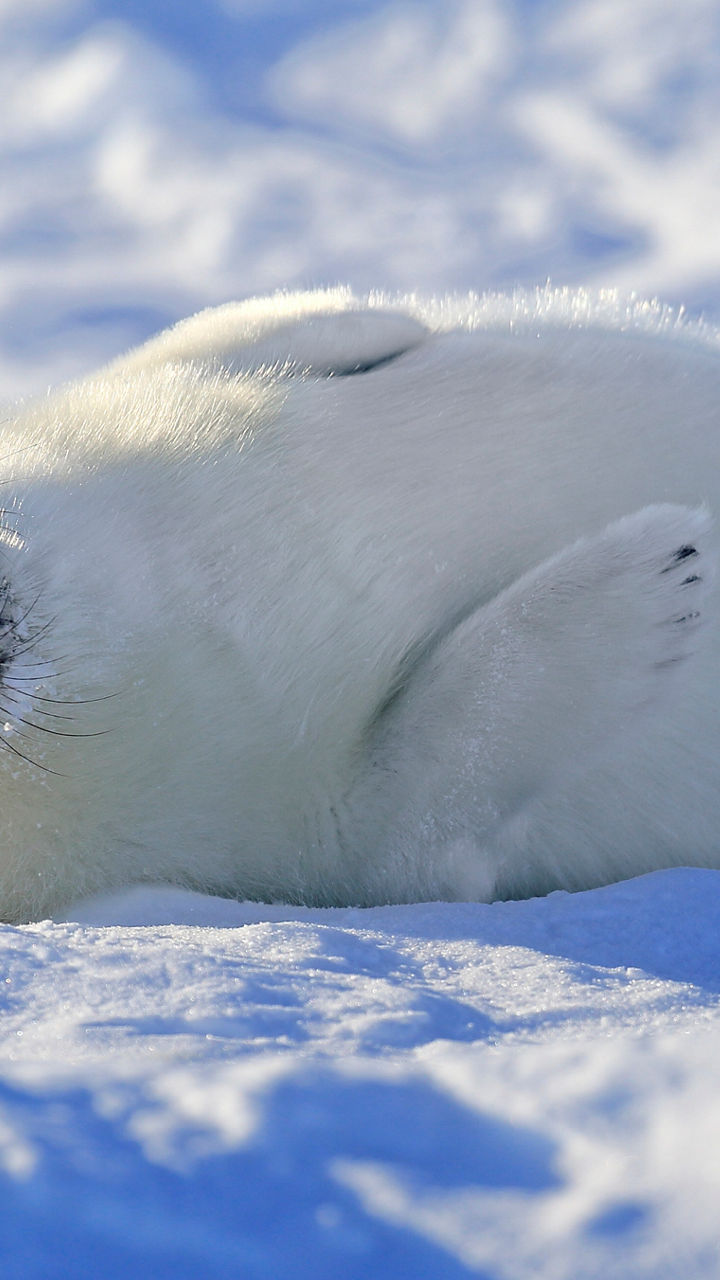 Baby harp seal resting on snowy ground