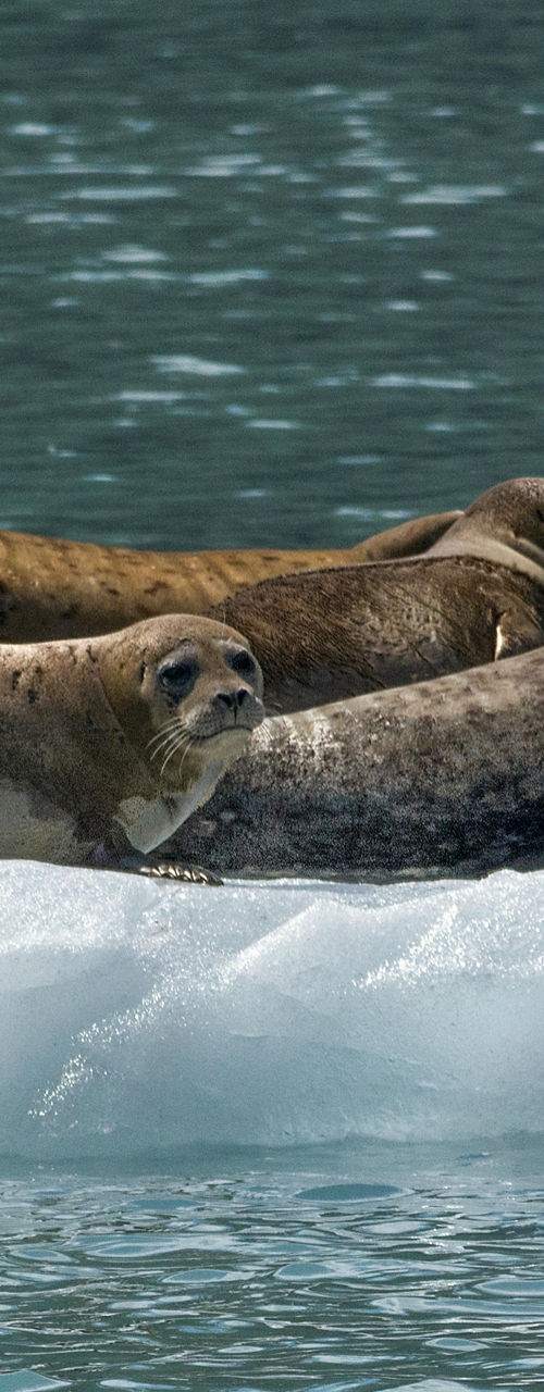 Group of seals resting on ice floe