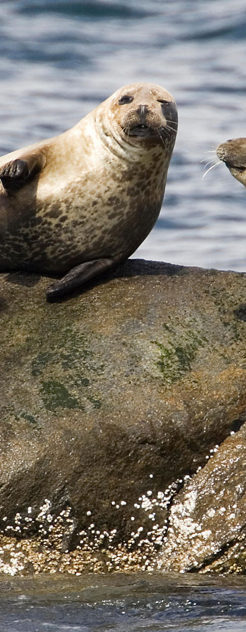 Seals resting on coastal rocks