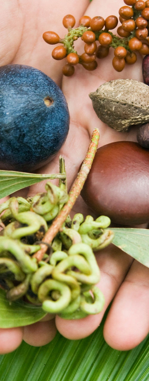 Hands holding tropical seeds and fruits