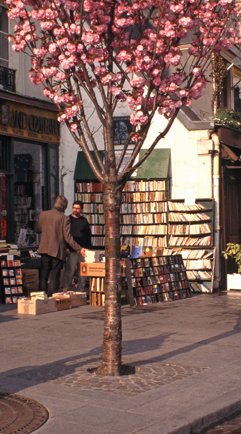 Parisian street with cherry blossoms