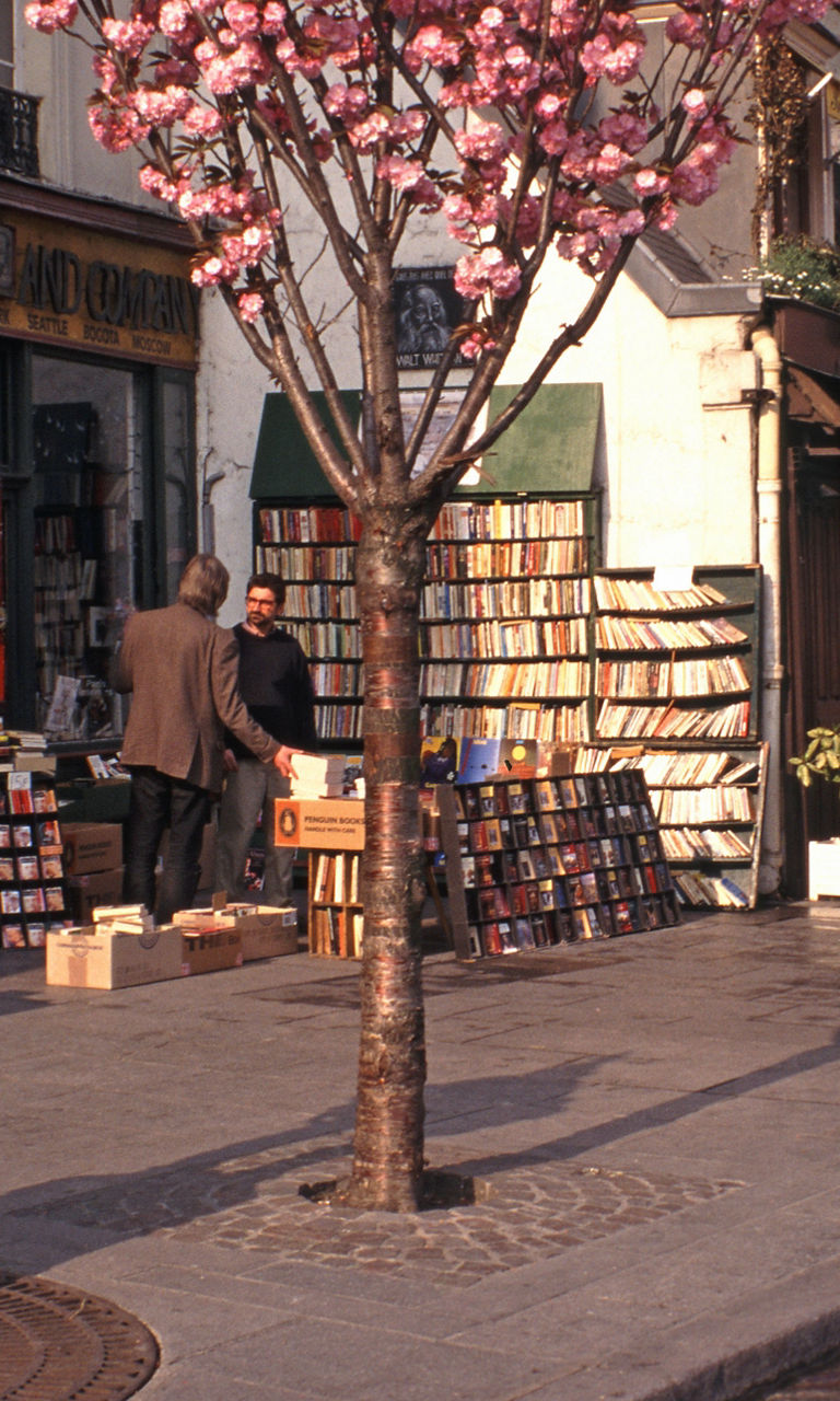 Parisian street with cherry blossoms