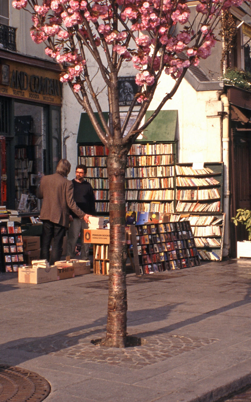 Parisian street with cherry blossoms