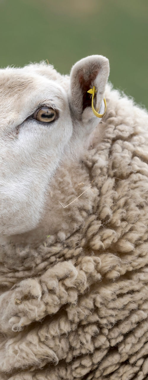 Close-up of sheep in grassy field