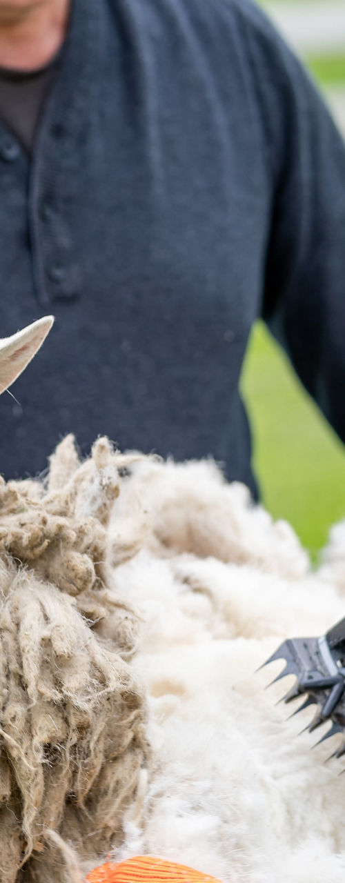 Sheep shearing in outdoor farm setting