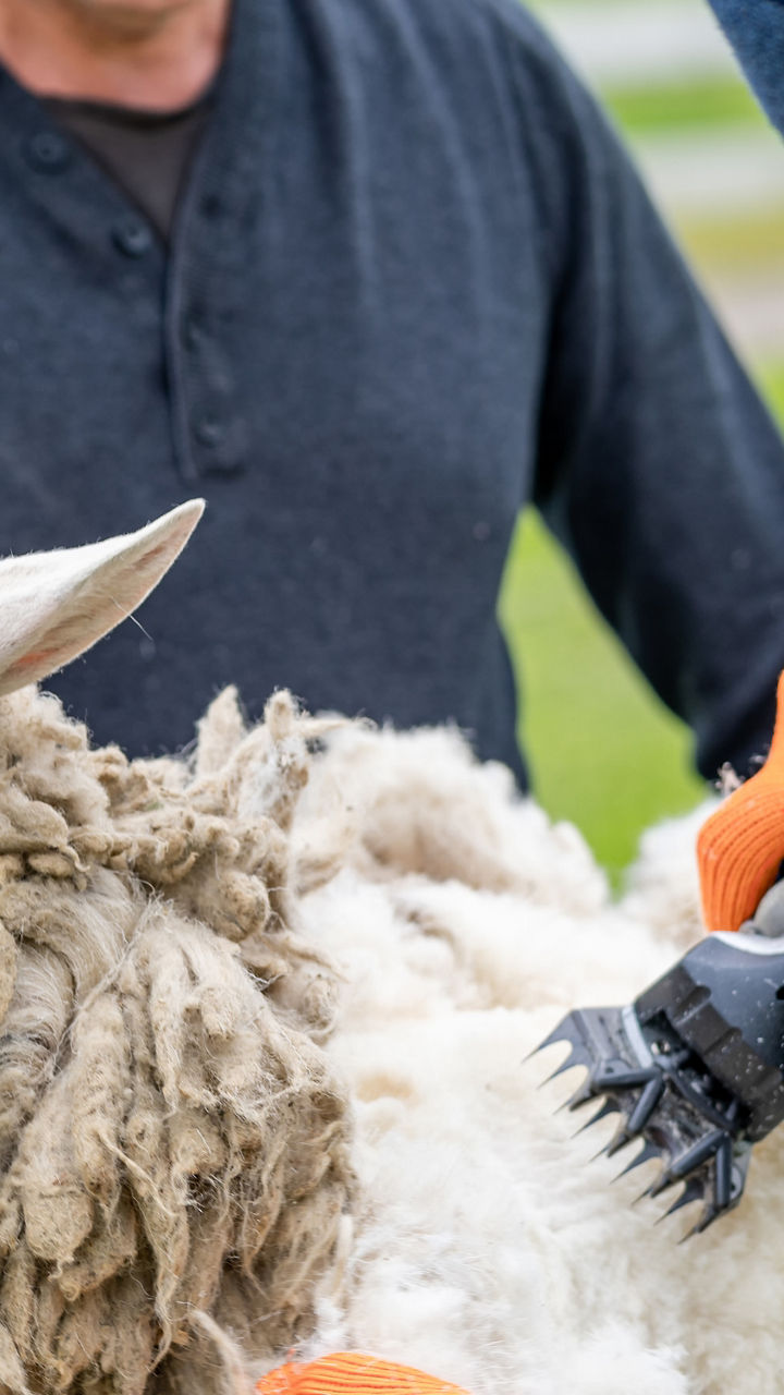 Sheep shearing in outdoor farm setting