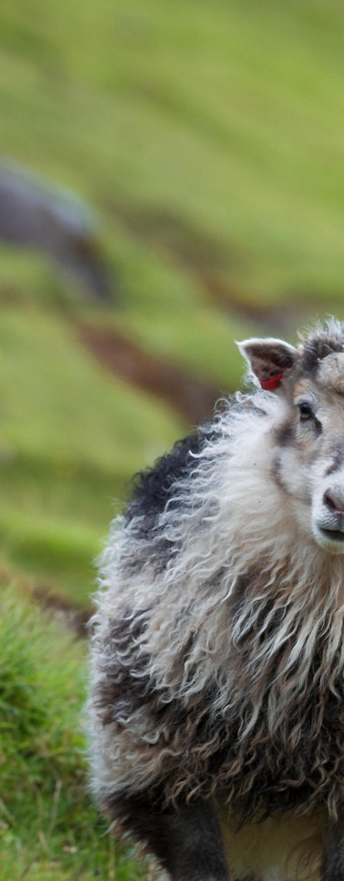 Group of sheep grazing on green hillside