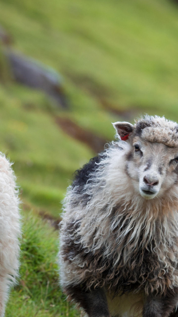 Faroe Island Culture