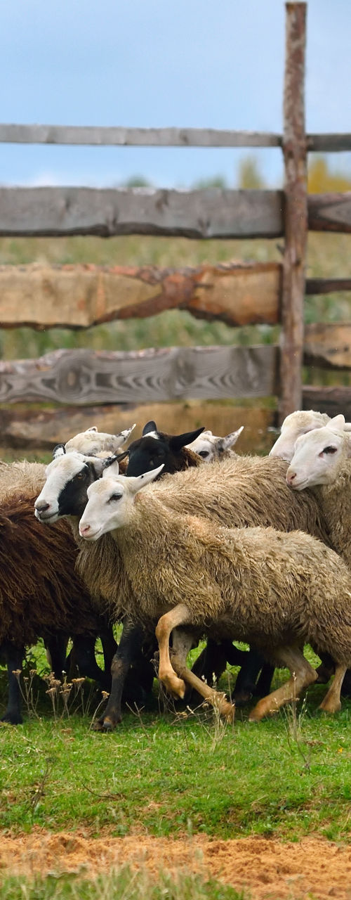 Sheep herding with border collie outdoors