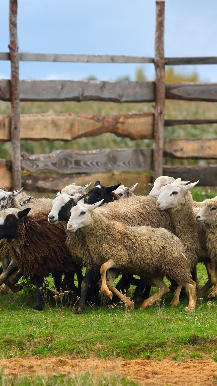 Countryside & Sheep Farm Visit