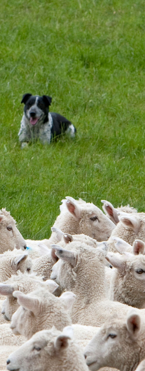 Herd of sheep with two border collies