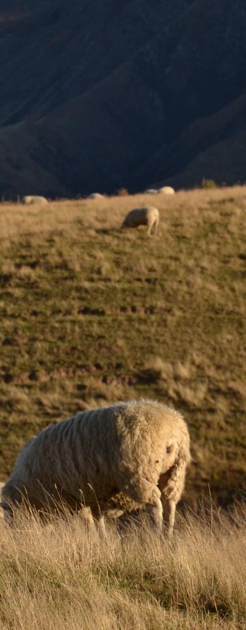 Sheep grazing in a mountain valley