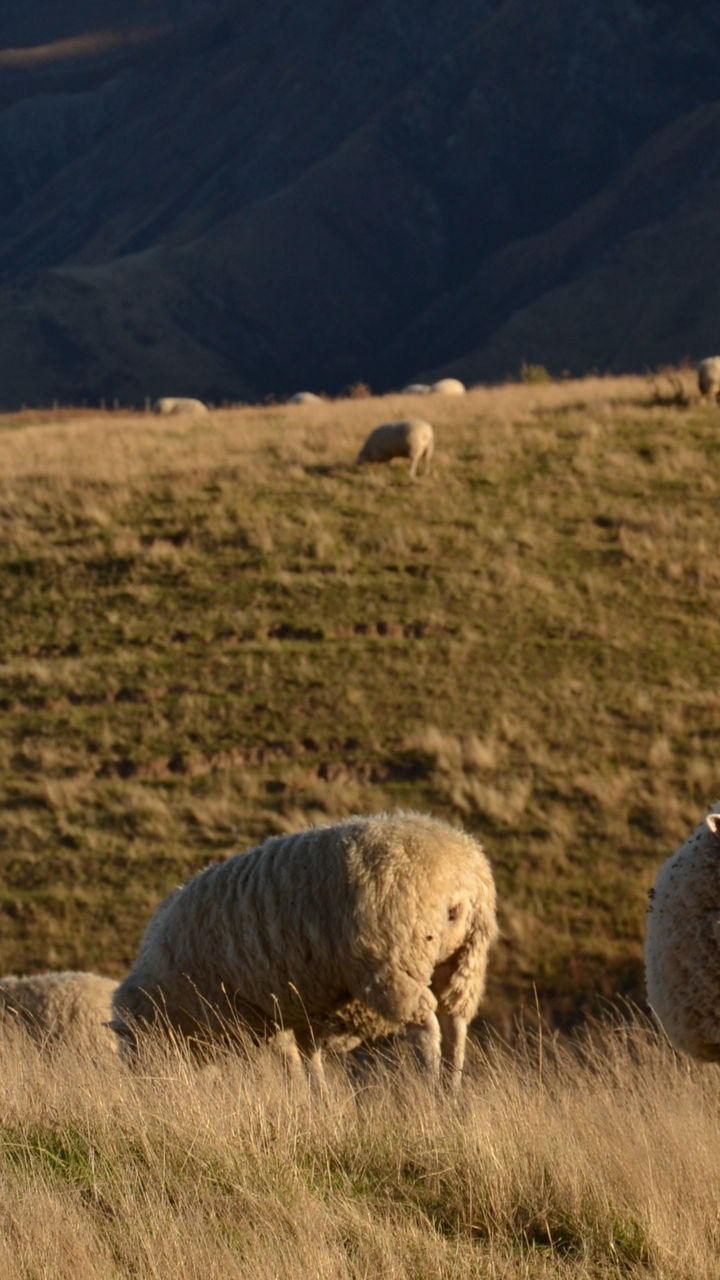 Dunedin High Country Expedition