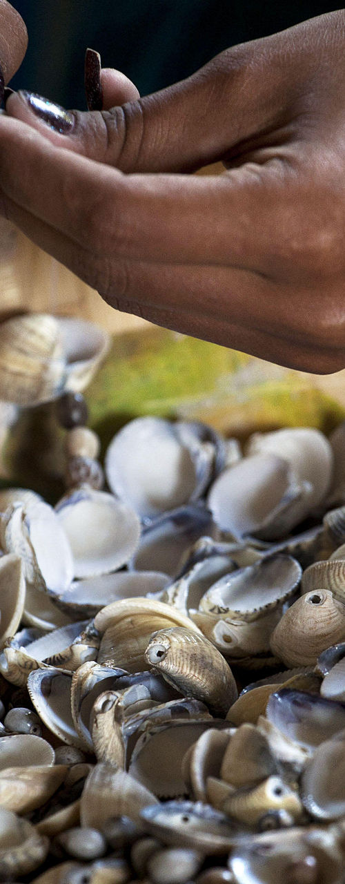 Hands sorting seashells in wooden bowl
