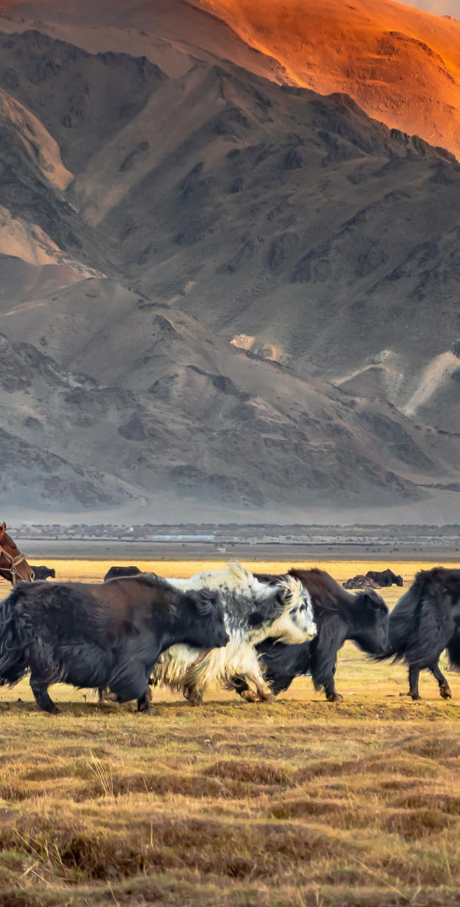 Nomads herding yaks in mountain valley
