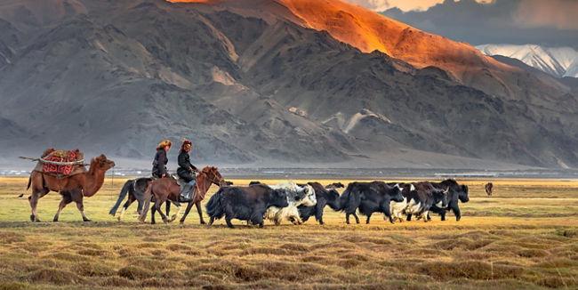 Nomads herding yaks in mountain valley