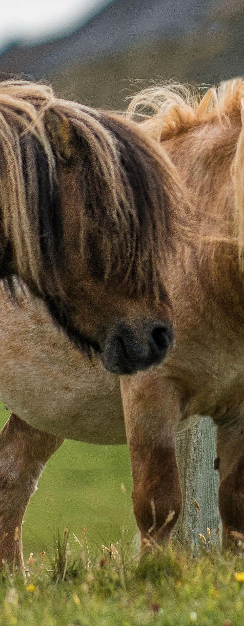 Two Shetland Ponies in Rural Landscape