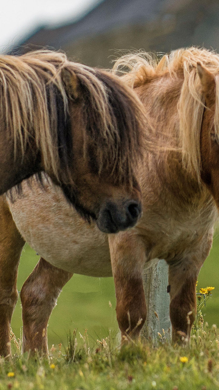 Two Shetland Ponies in Rural Landscape