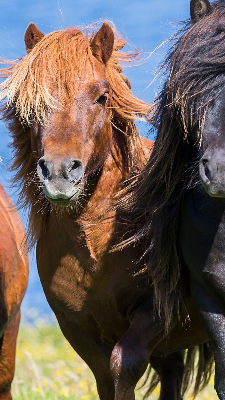 The Shetland Pony Experience