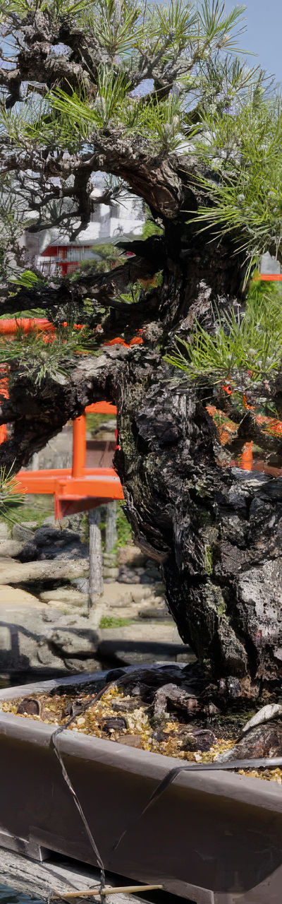 Bonsai tree near red bridge in garden