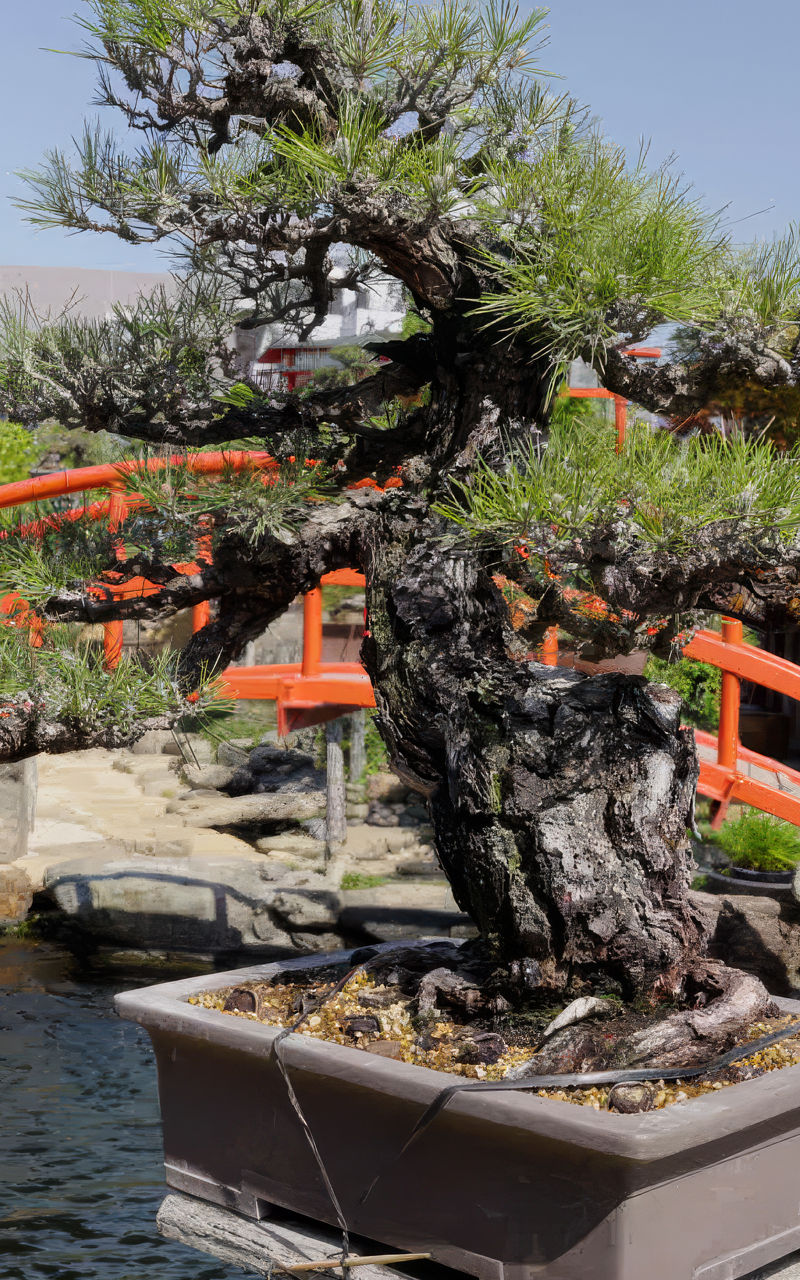 Bonsai tree near red bridge in garden