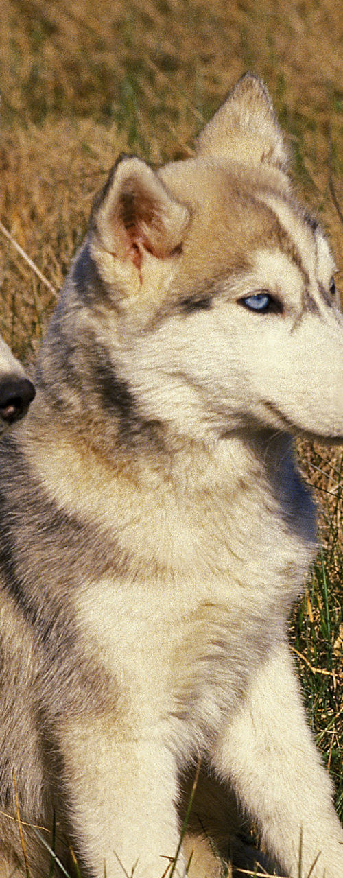 Two Siberian Husky Puppies in Field