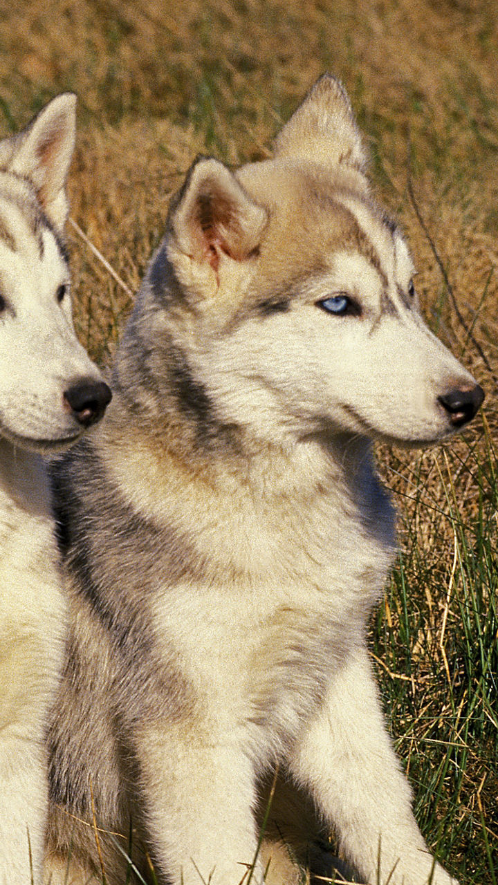 Husky Trek Through Arctic Hills
